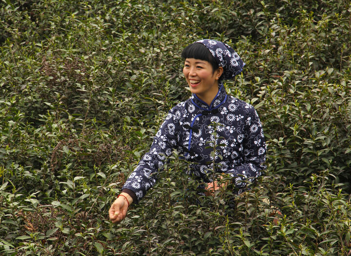 天鹅芭热门2